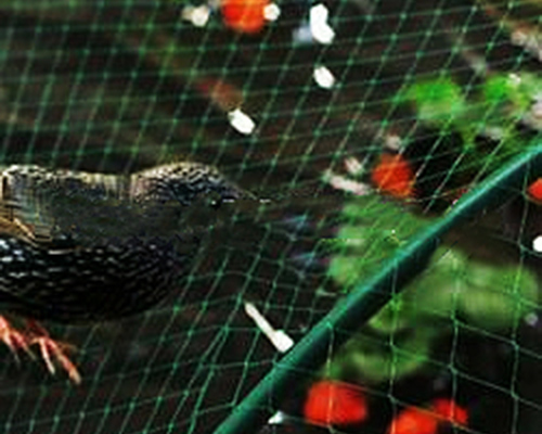 Bird net