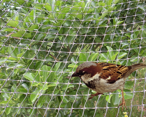 Anti-bird net production line